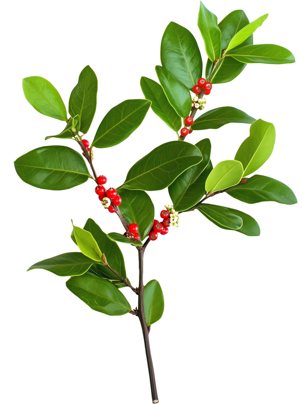 Yogi Tea - Morning Energy