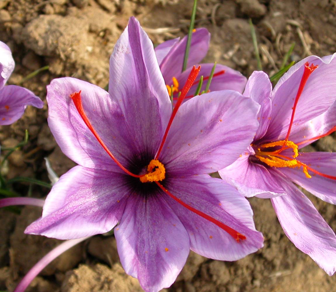 Viridian Saffron