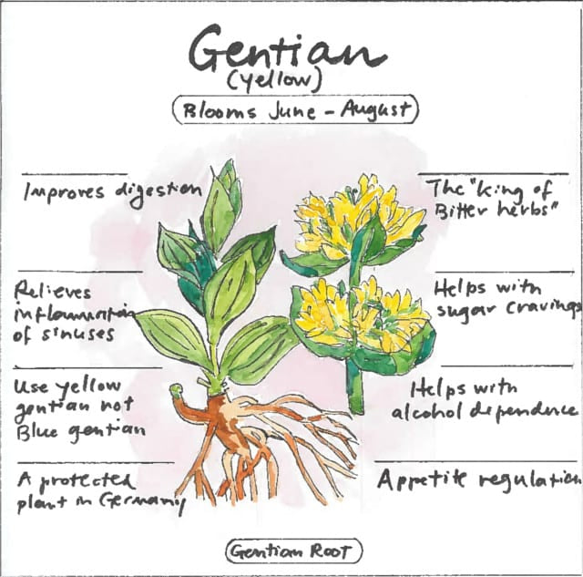 Viridian Betaine HCI with Gentisn Root