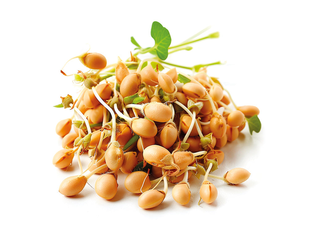 Living Nutrition Fermented Symbiotic