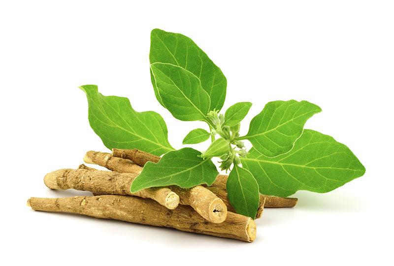 Living Nutrition Fermented Ashwagandha