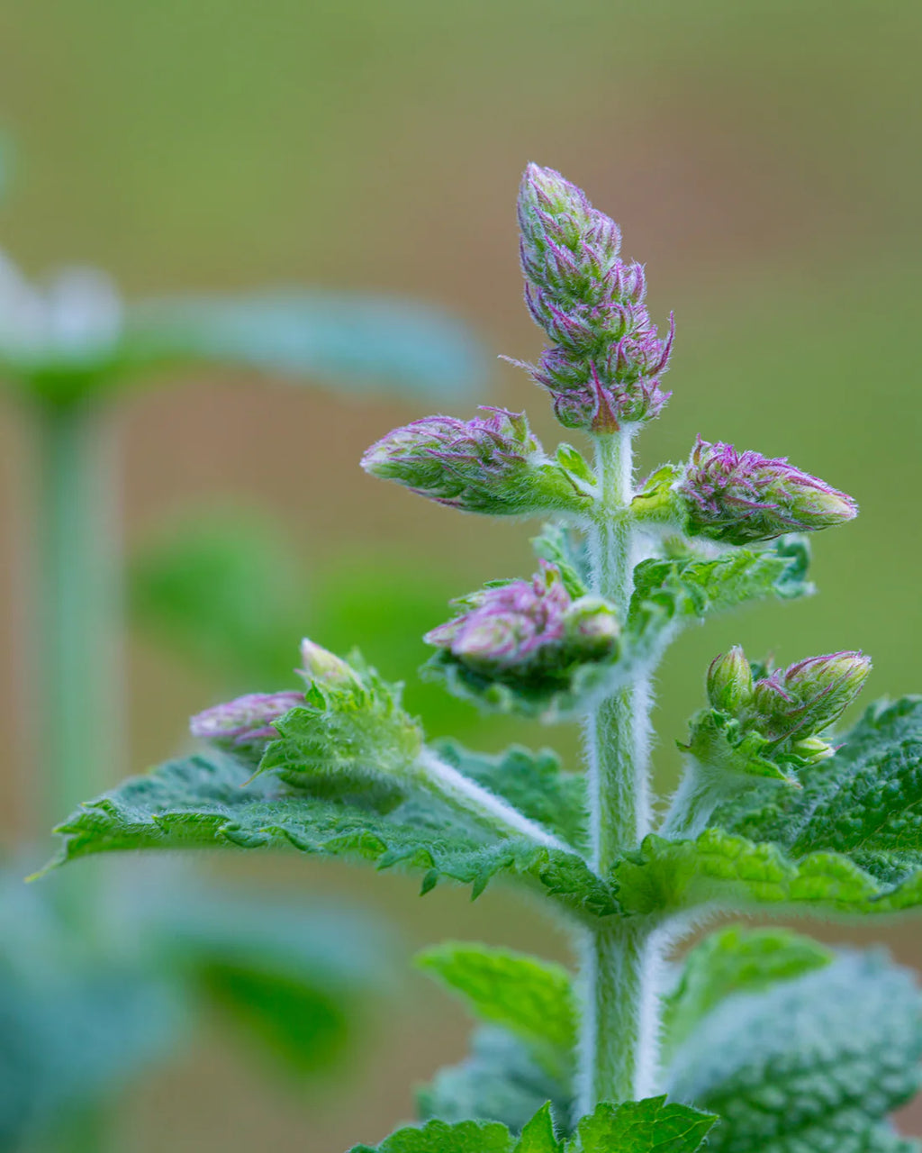 Heath & Heather Tea - Organic Peppermint