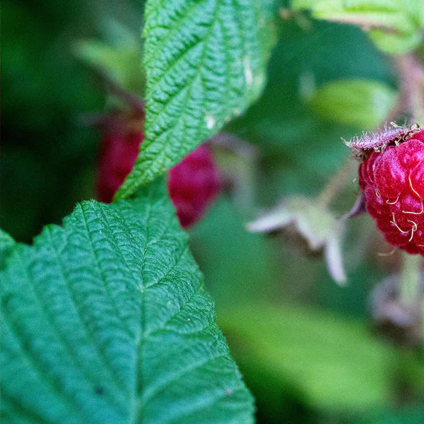 Dragonfly Tea - Sweet Rosehip & Raspberry
