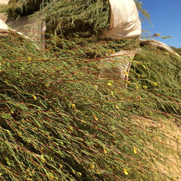 Dragonfly Tea - Cape Malay Chai