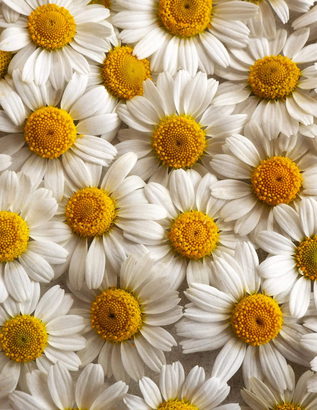 Pukka Herbs -  Three Chamomile Tea