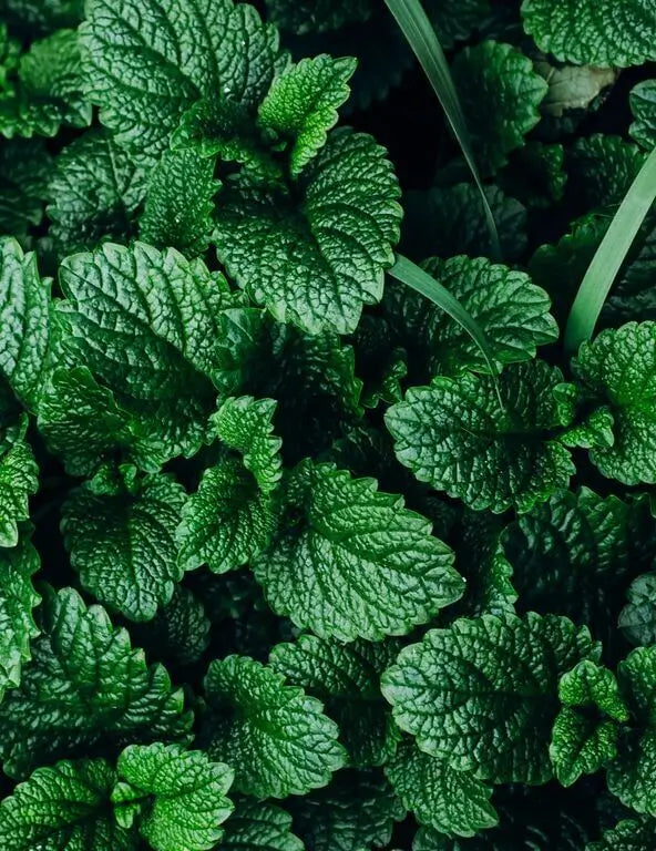 Pukka Herbs - Peppermint & Licorice Tea